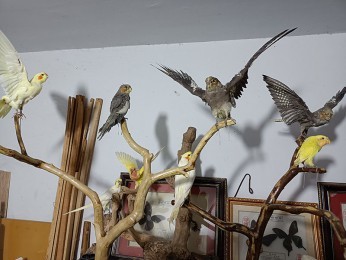 動物標(biāo)本制作